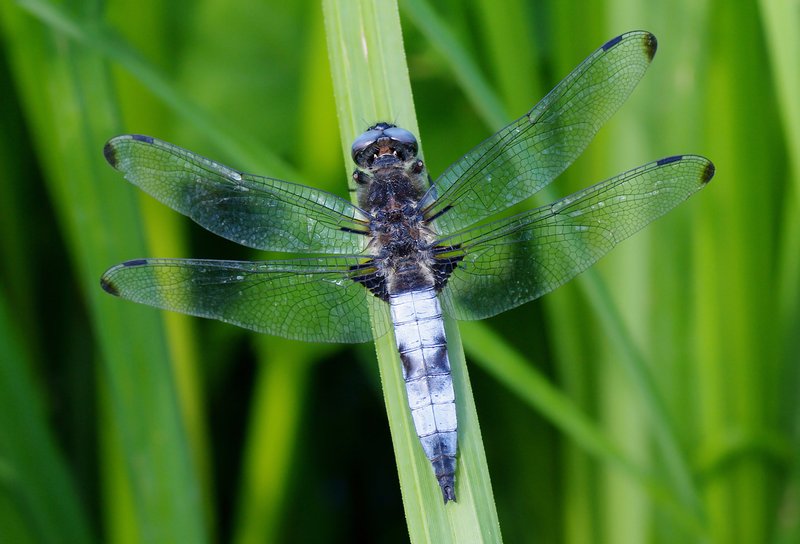 Sedge photo 5