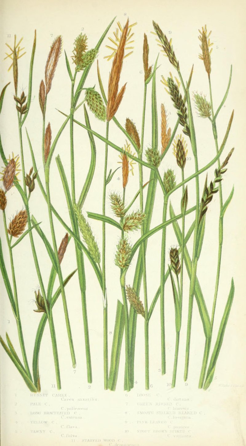 Sedge photo 6