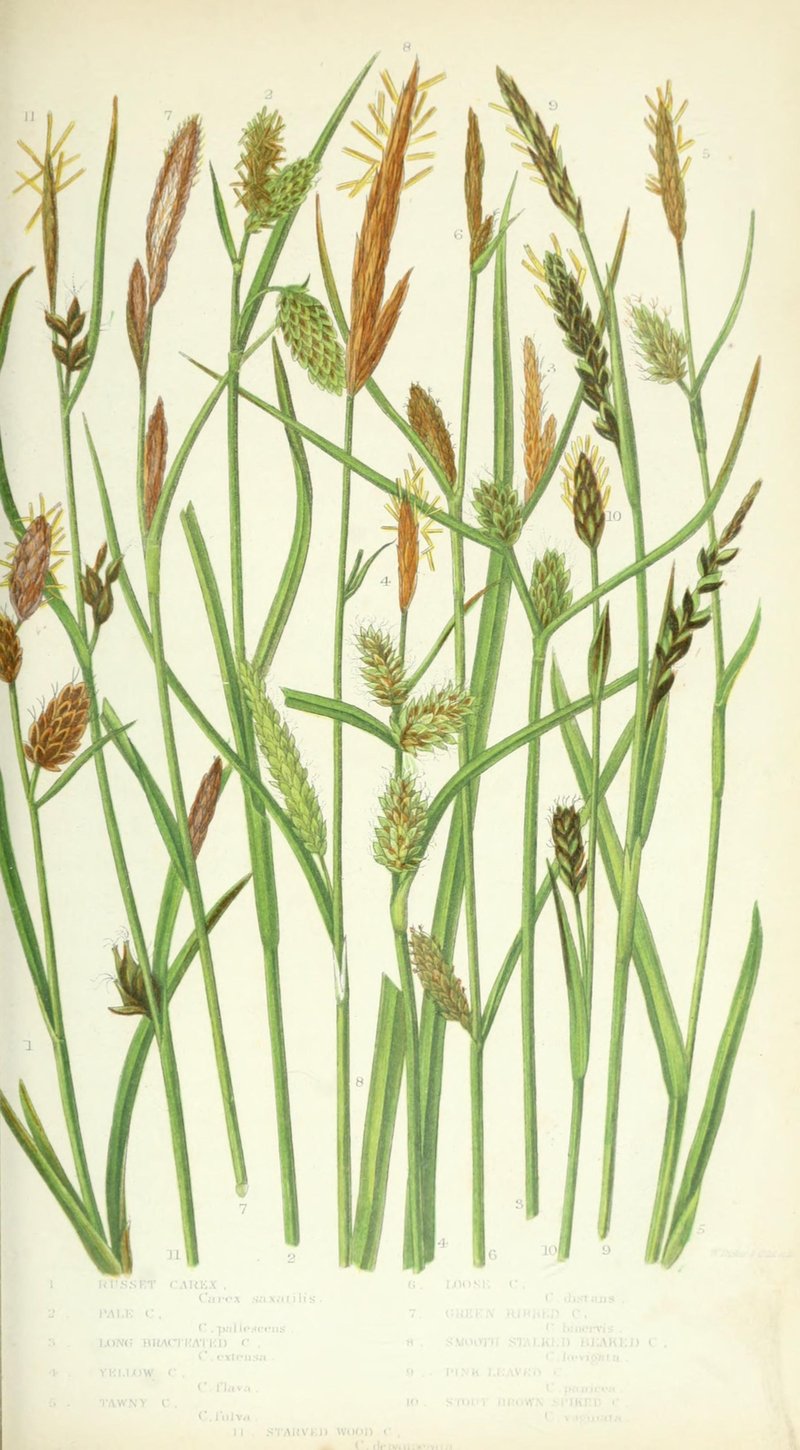 Sedge photo 7