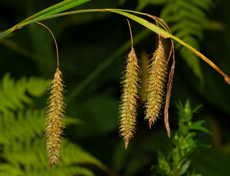 Carex fumosimontana