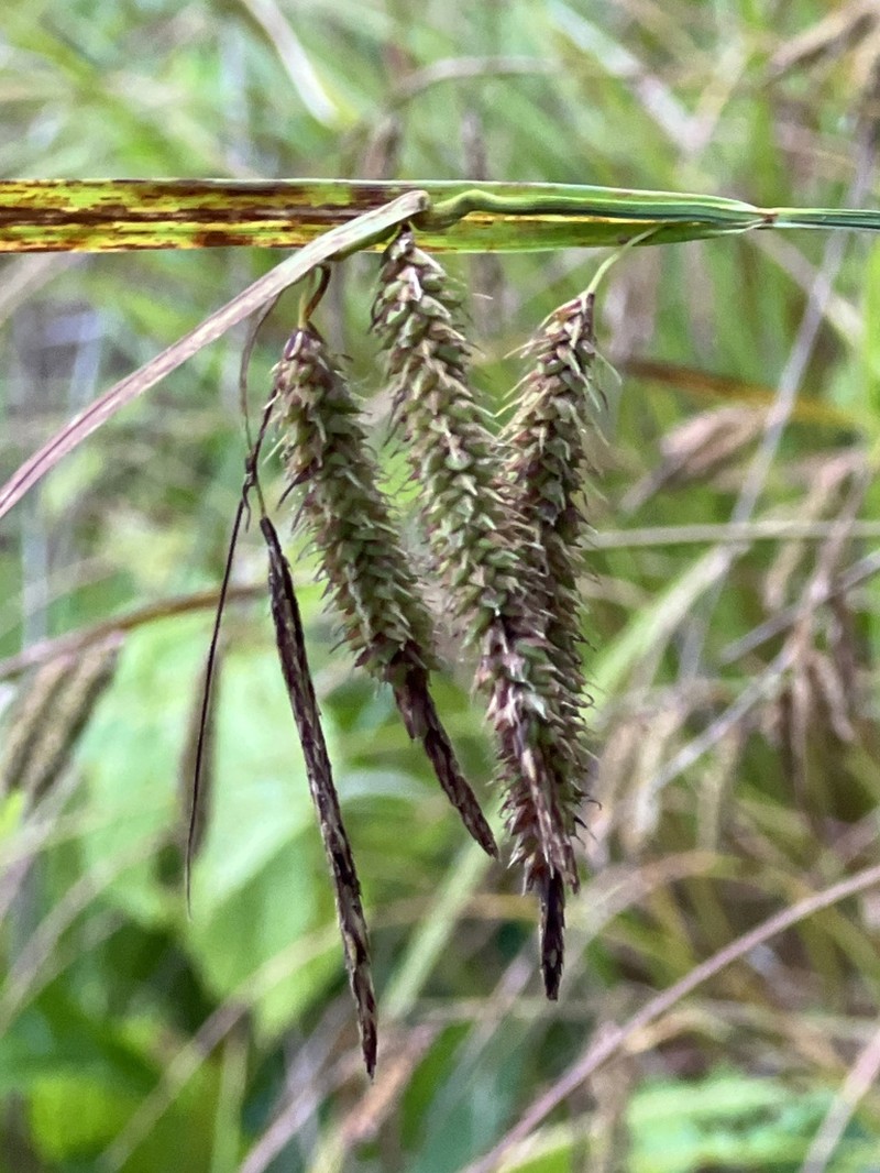 Carex fumosimontana photo 2