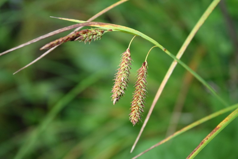 Carex fumosimontana photo 3