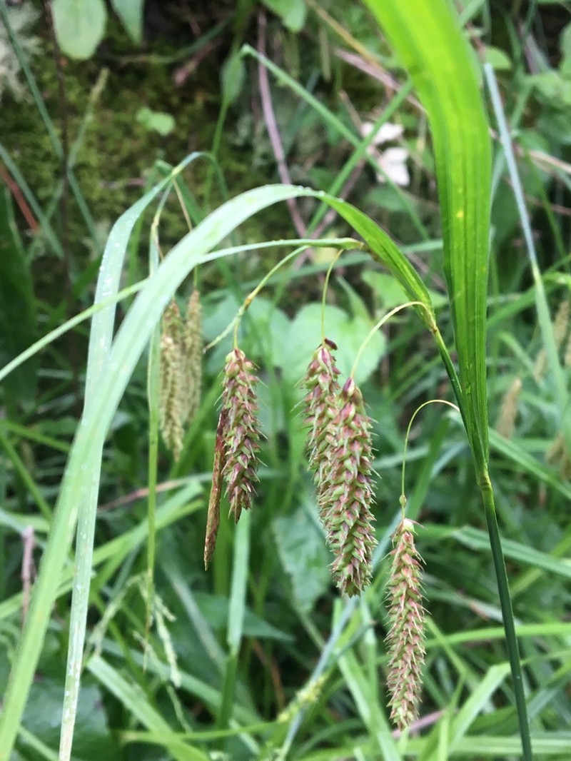 Carex fumosimontana photo 4