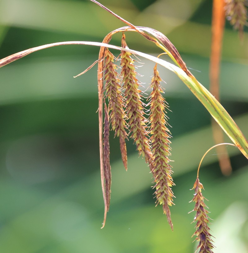 Carex fumosimontana photo 5