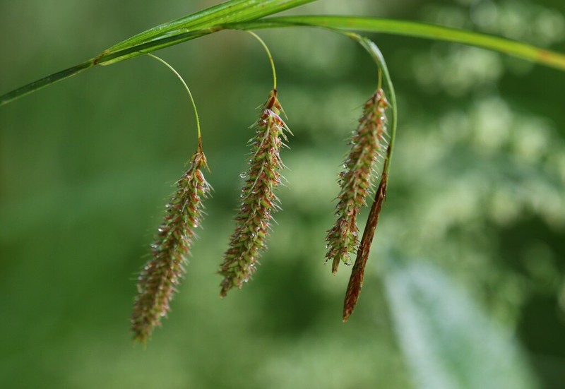 Carex fumosimontana photo 6