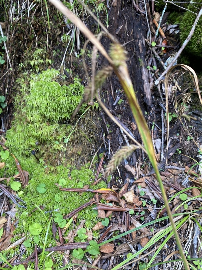 Carex fumosimontana photo 7