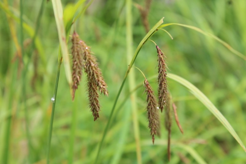 Carex fumosimontana photo 8