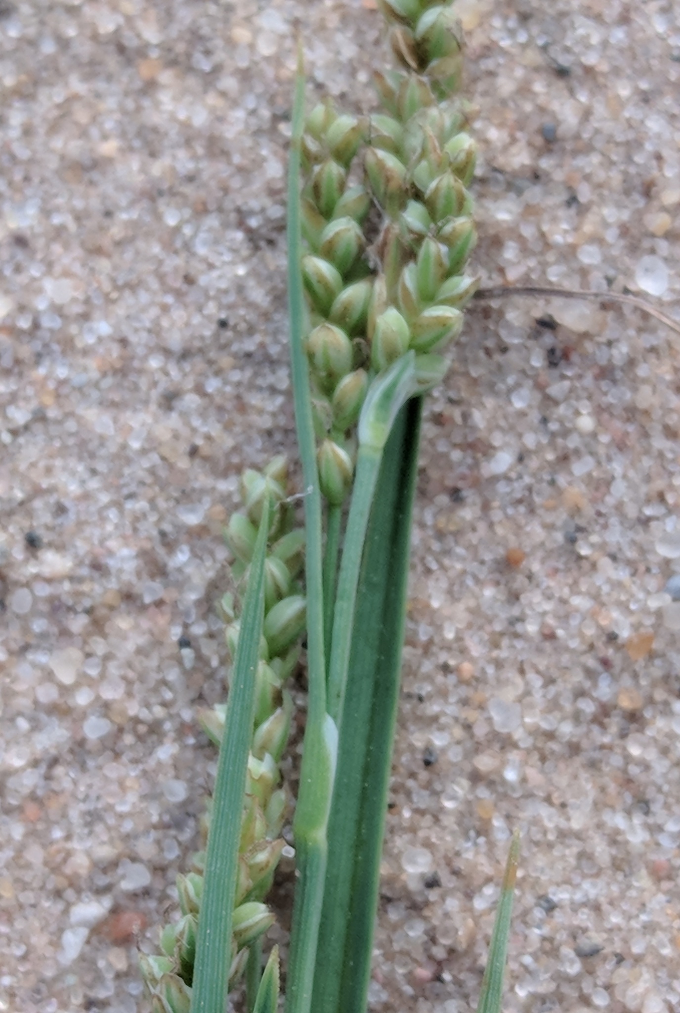 Elk Sedge