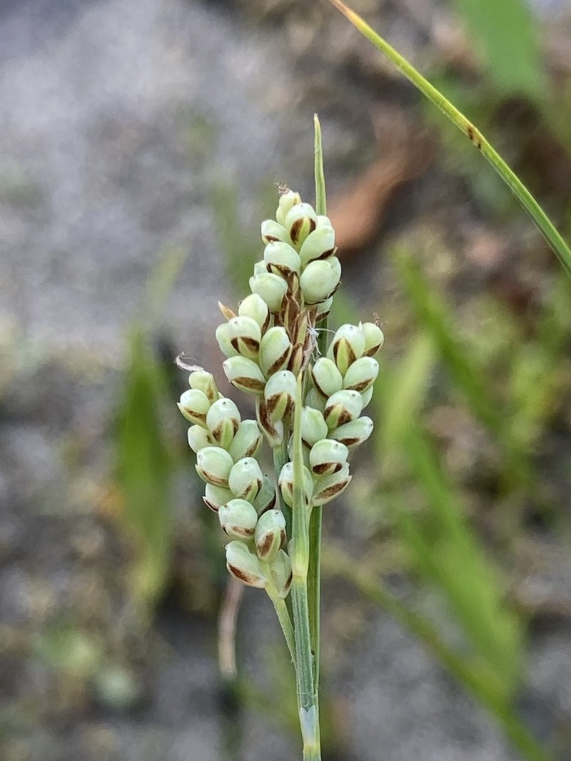 Elk Sedge photo 3