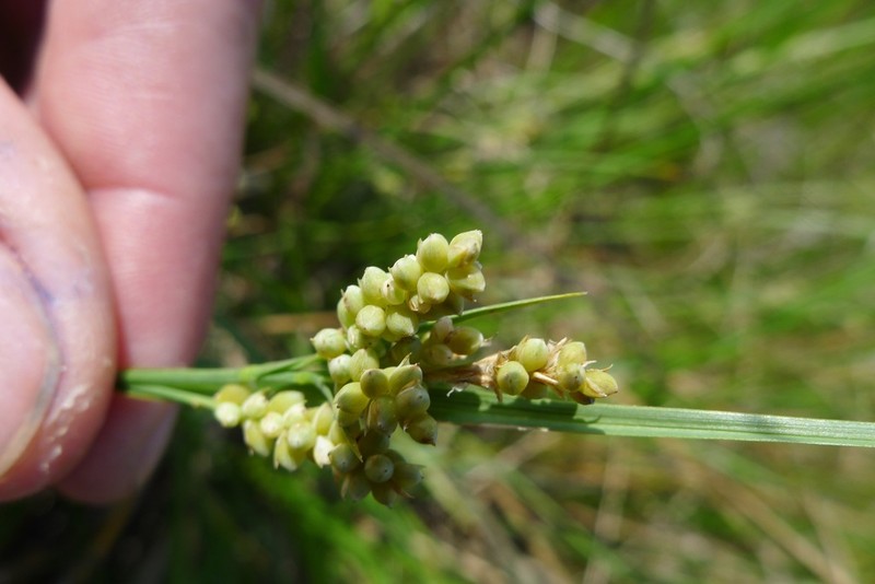 Elk Sedge photo 4