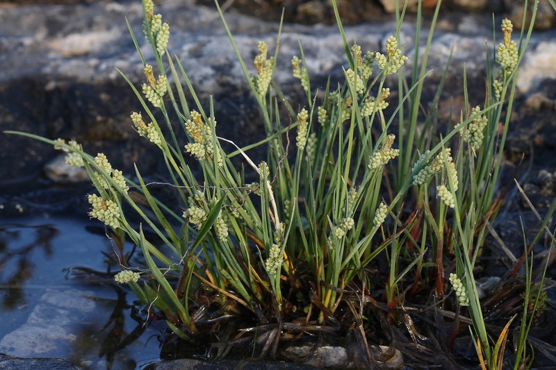 Elk Sedge photo 5
