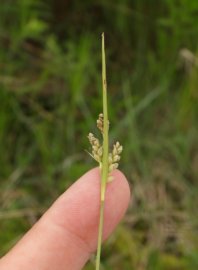 Elk Sedge photo 6