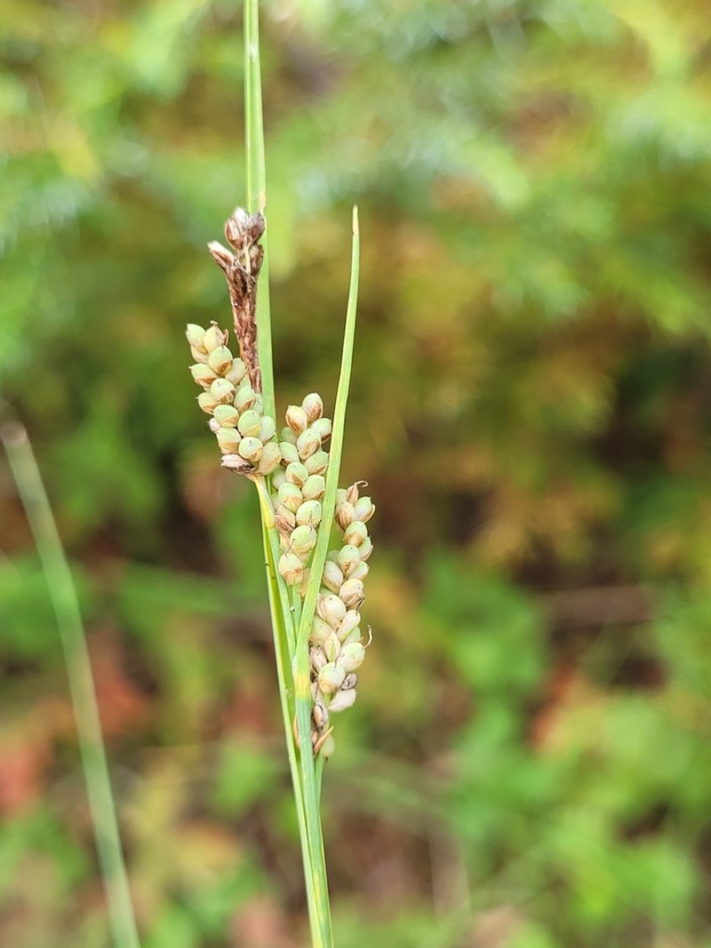 Elk Sedge photo 8