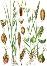 White Mountain Sedge