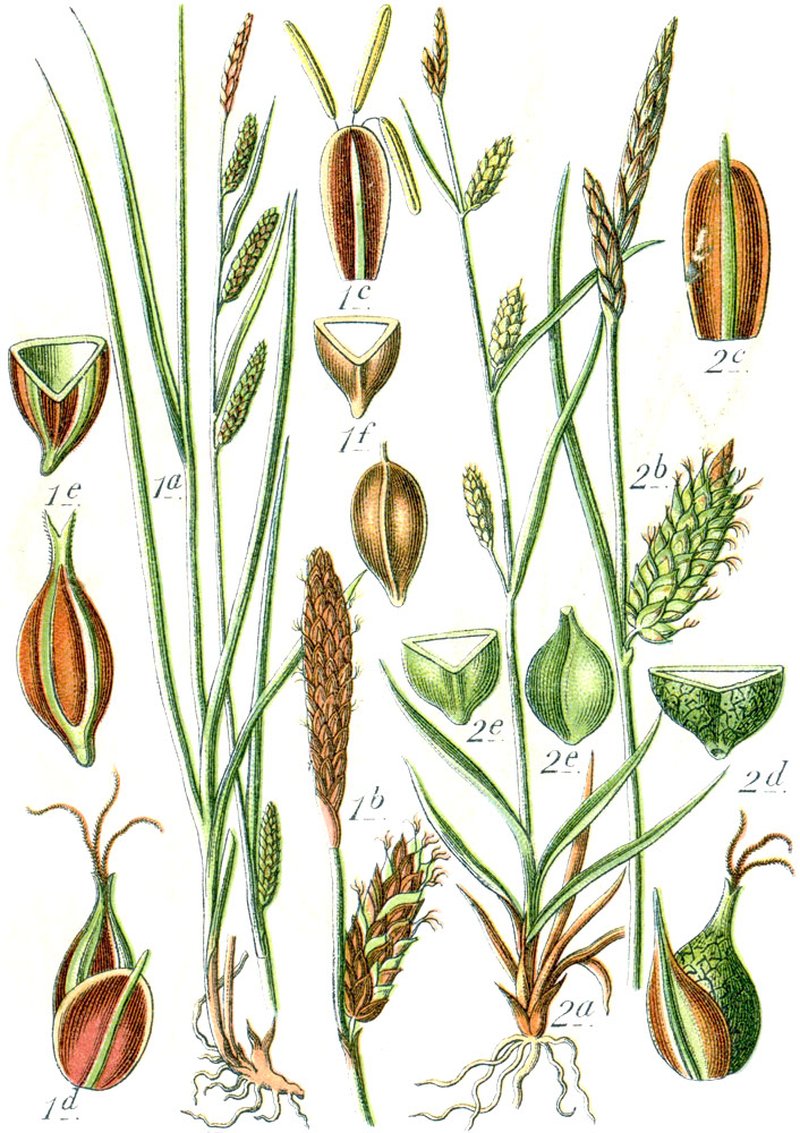 White Mountain Sedge