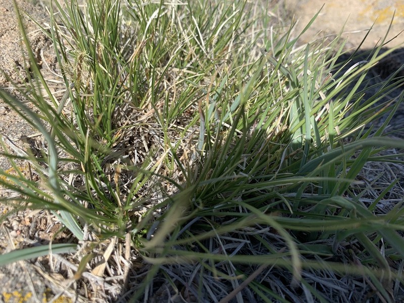 White Mountain Sedge photo 2