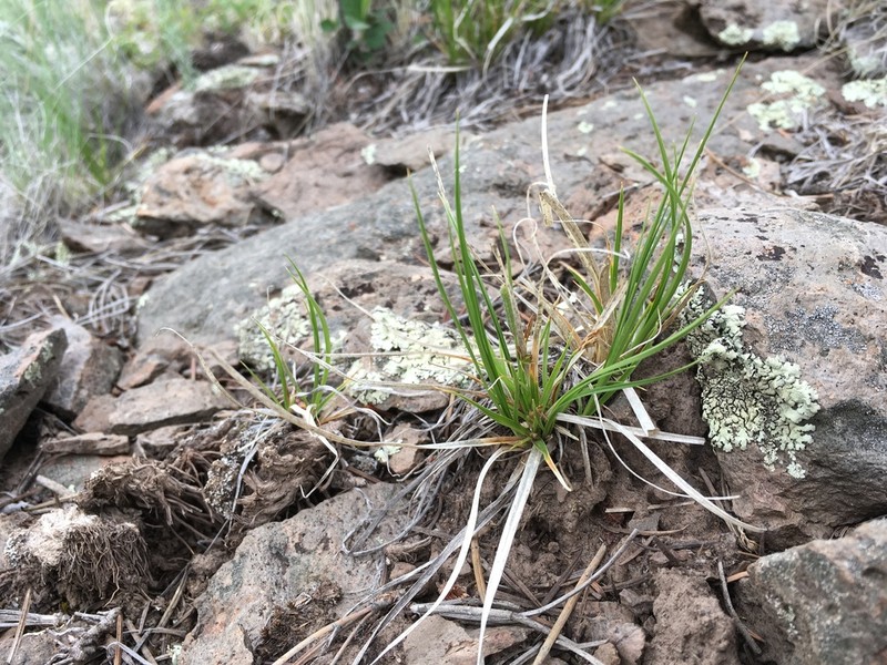 White Mountain Sedge photo 3