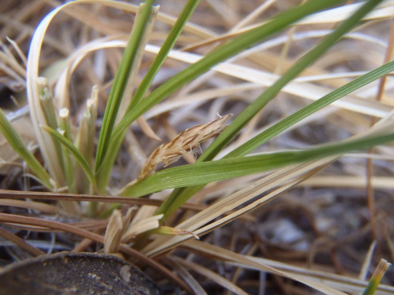 White Mountain Sedge photo 4