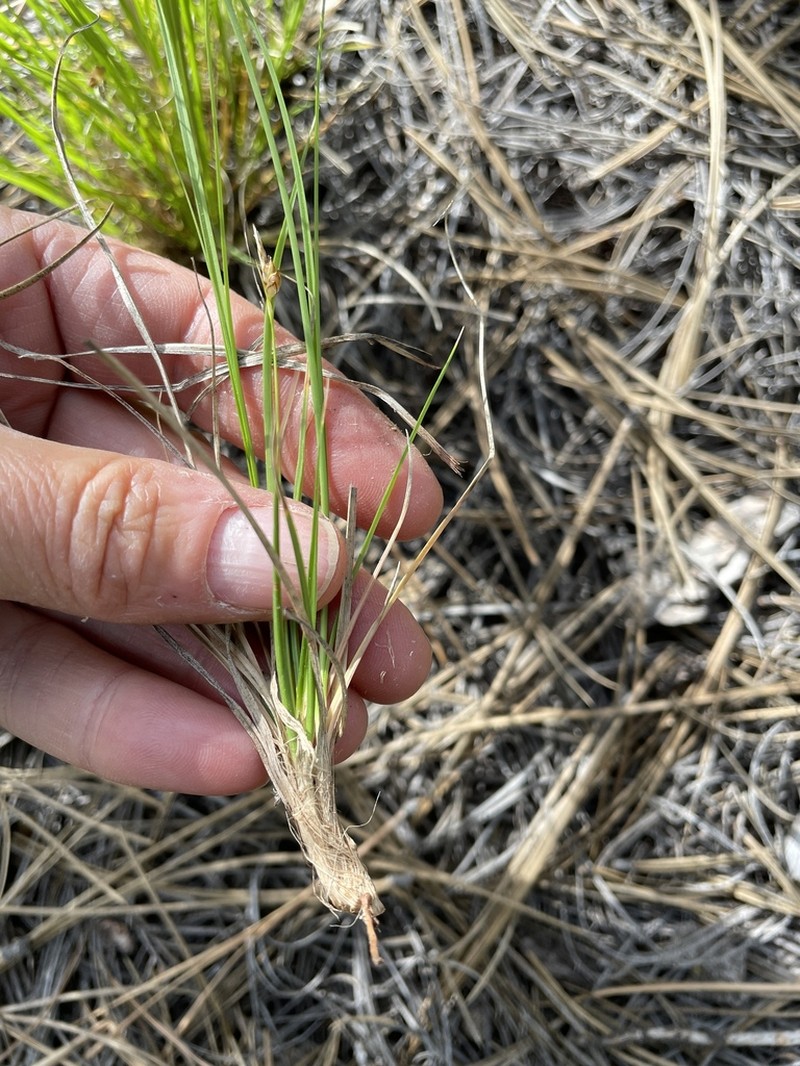 White Mountain Sedge photo 5