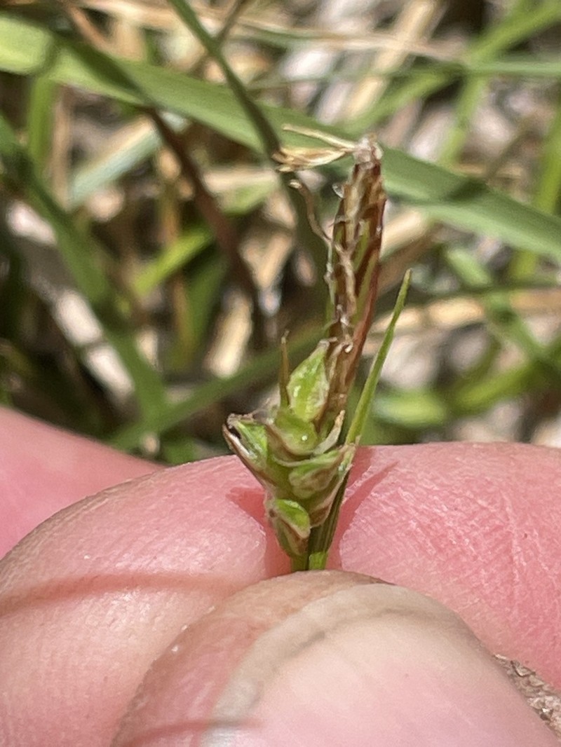 White Mountain Sedge photo 6
