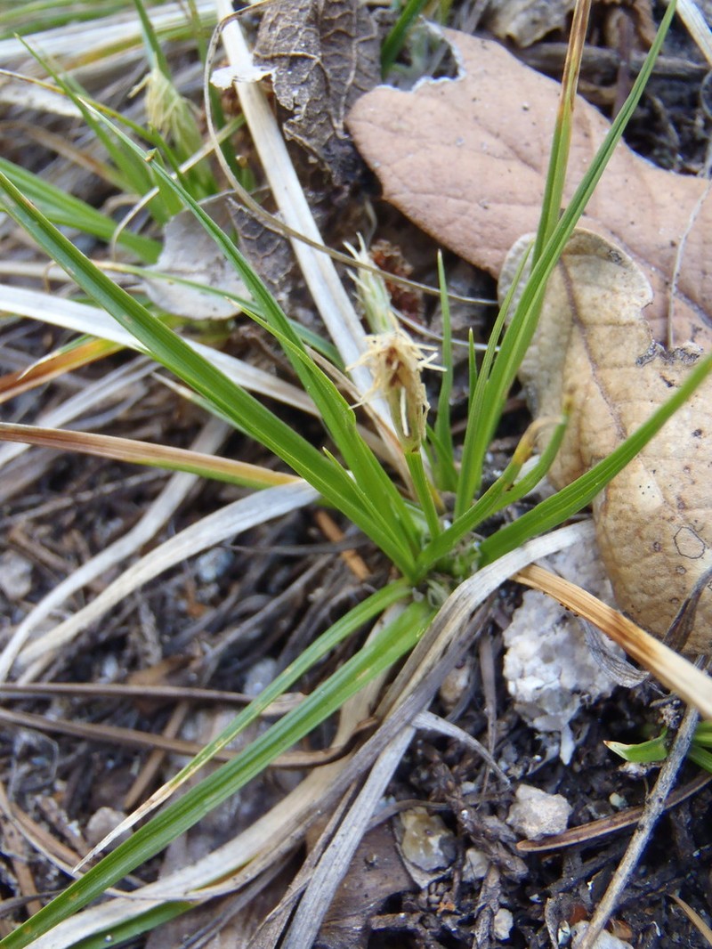 White Mountain Sedge photo 7