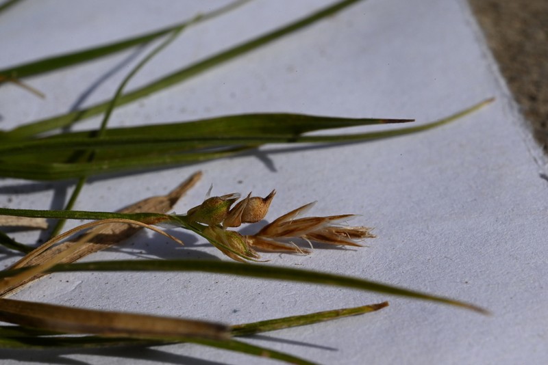 White Mountain Sedge photo 8