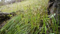 Geyer's Sedge