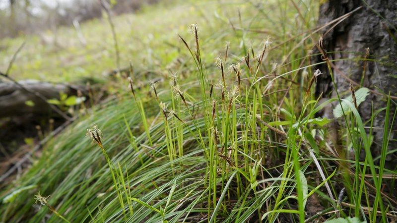 Geyer's Sedge