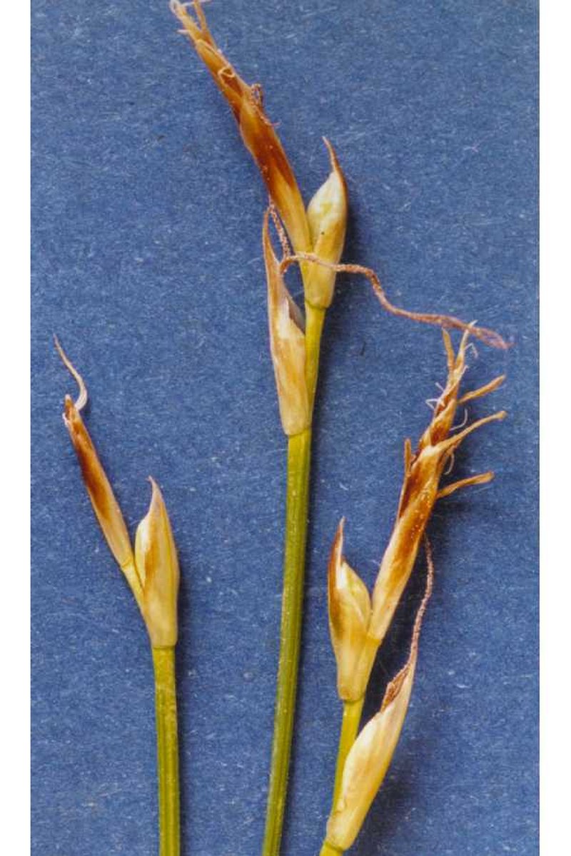 Geyer's Sedge photo 6