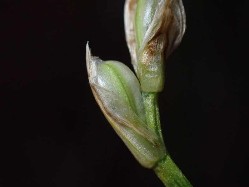Geyer's Sedge photo 7