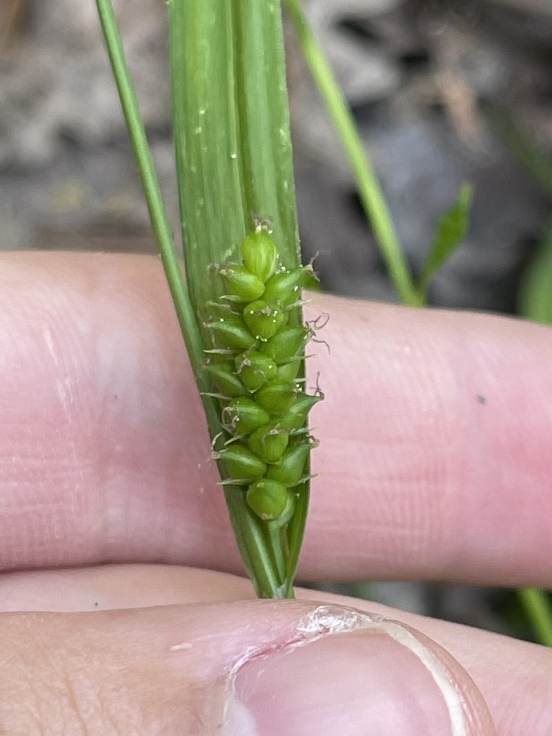 Gholson's Sedge