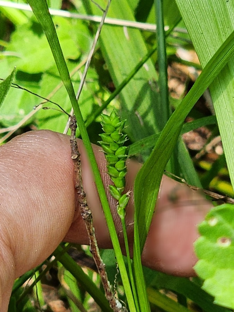 Gholson's Sedge photo 2