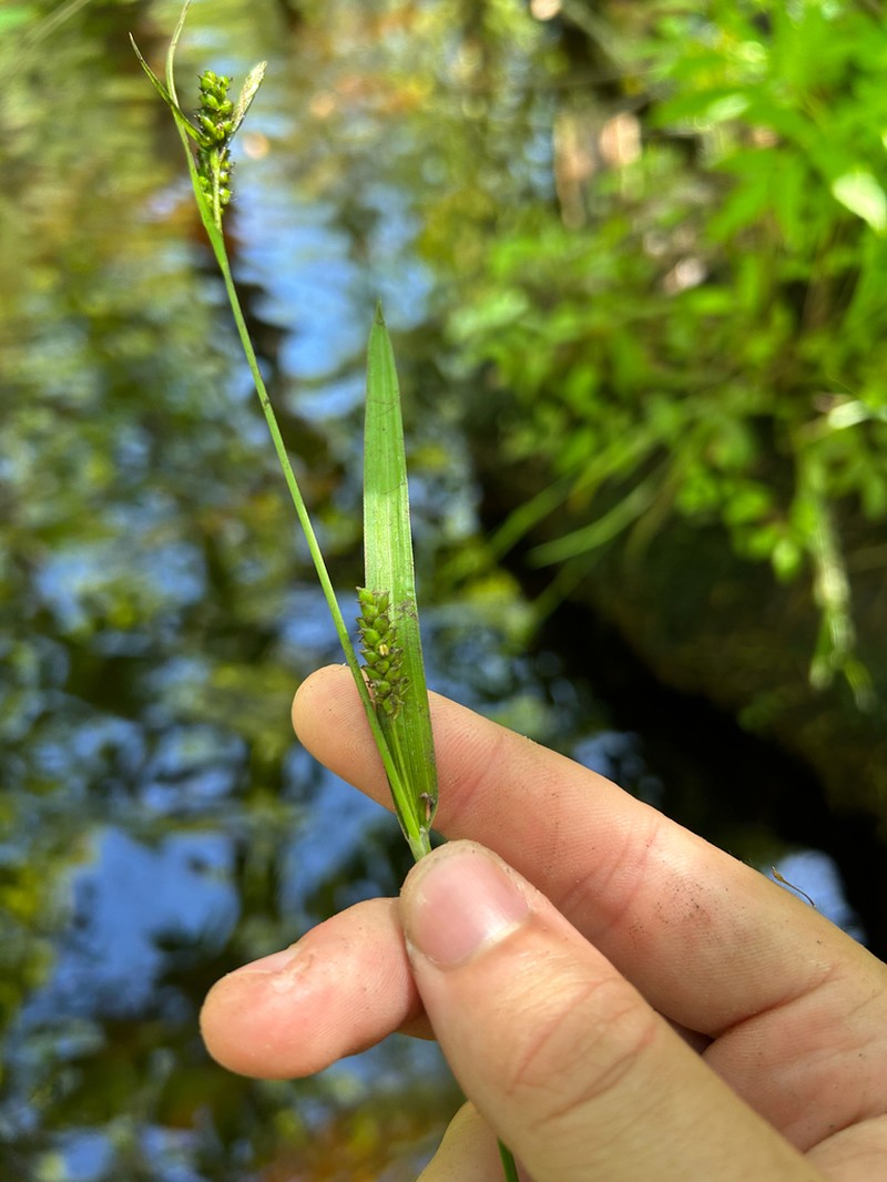 Gholson's Sedge photo 3