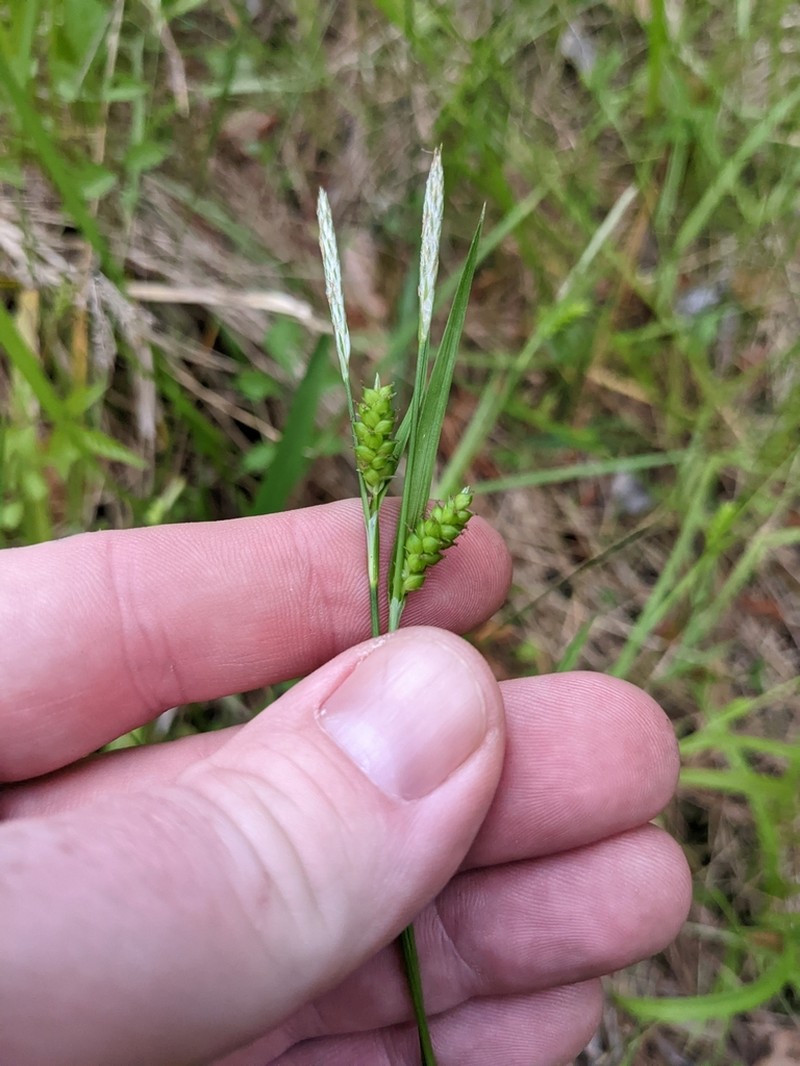 Gholson's Sedge photo 4