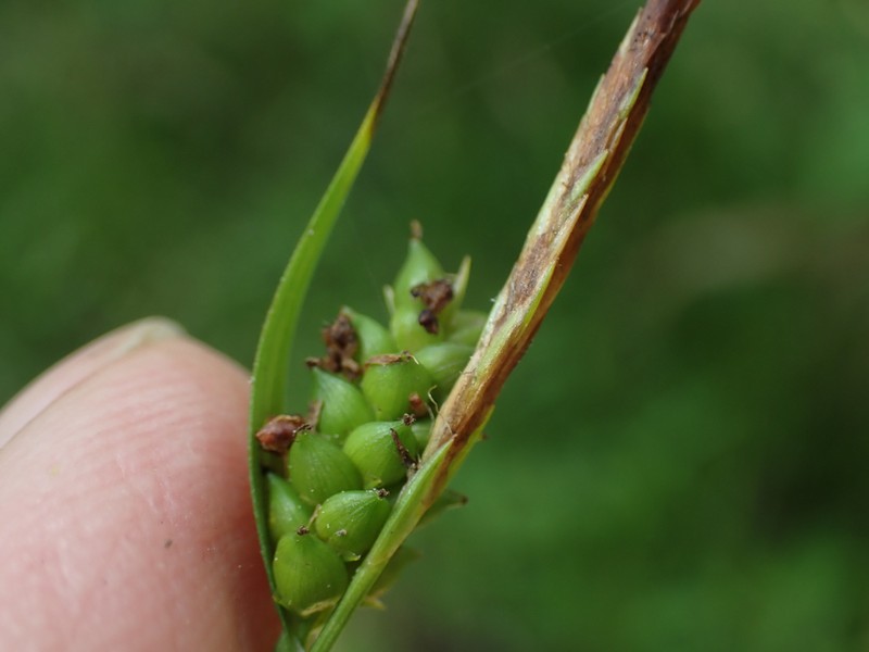 Gholson's Sedge photo 5