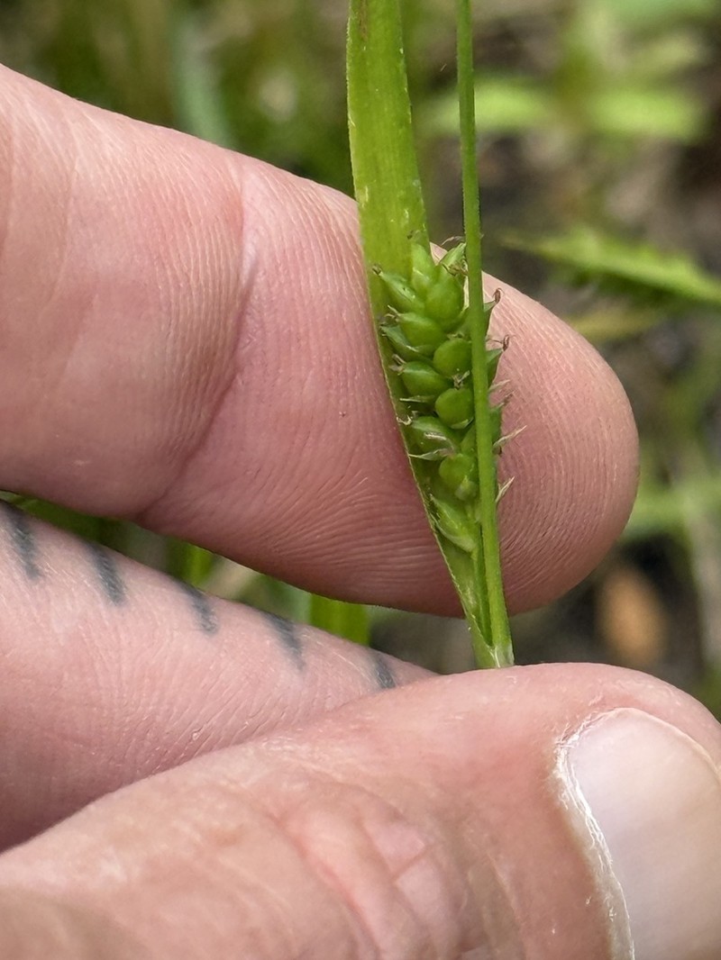 Gholson's Sedge photo 6