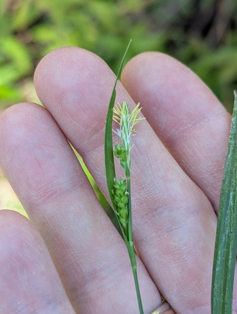 Gholson's Sedge photo 7
