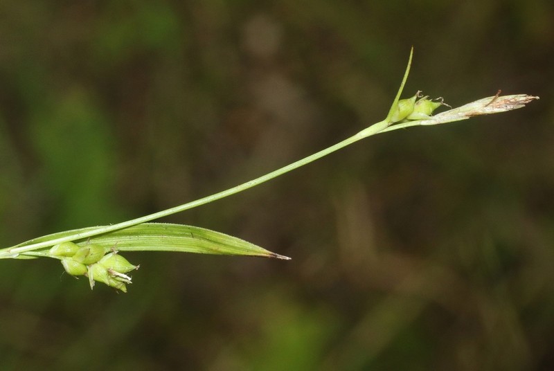 Gholson's Sedge photo 8