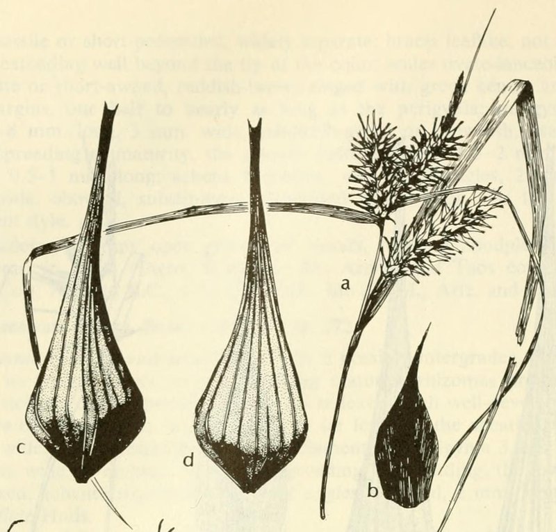 Giant Sedge