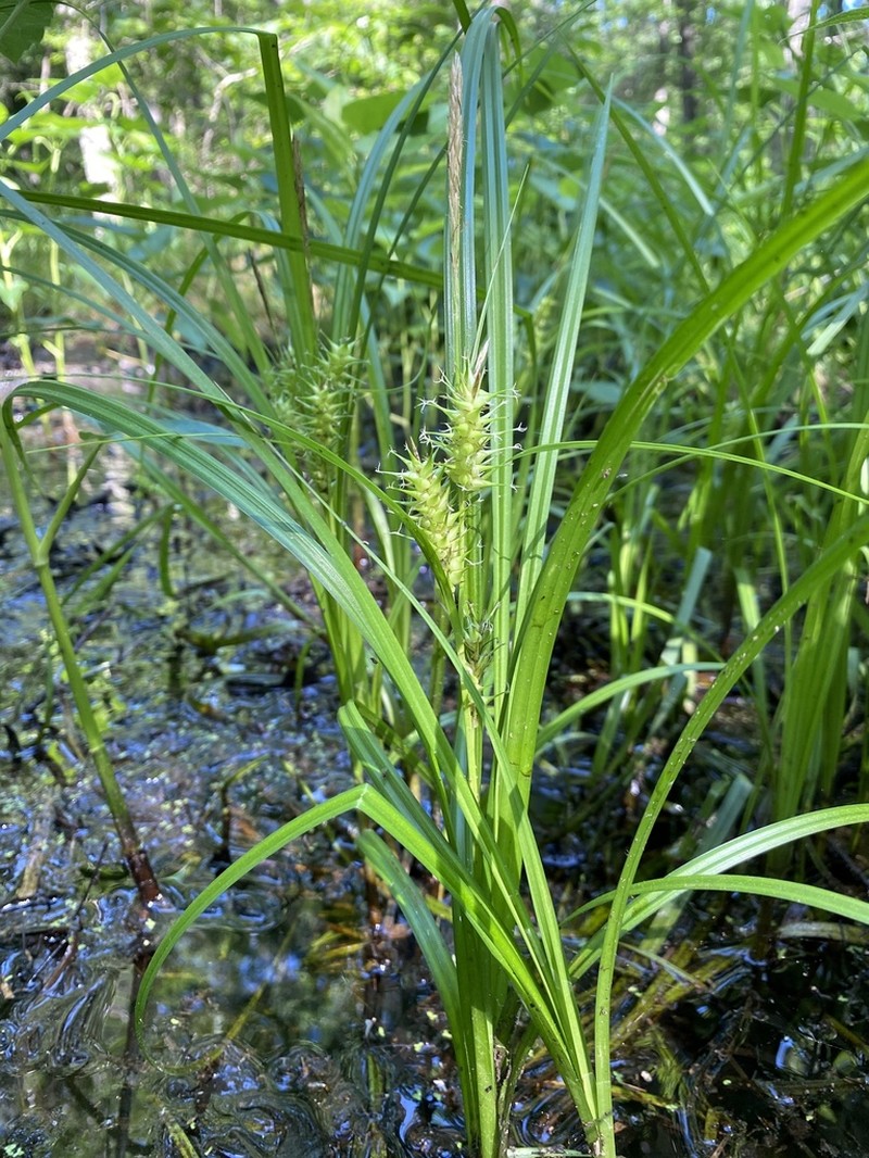 Giant Sedge photo 4