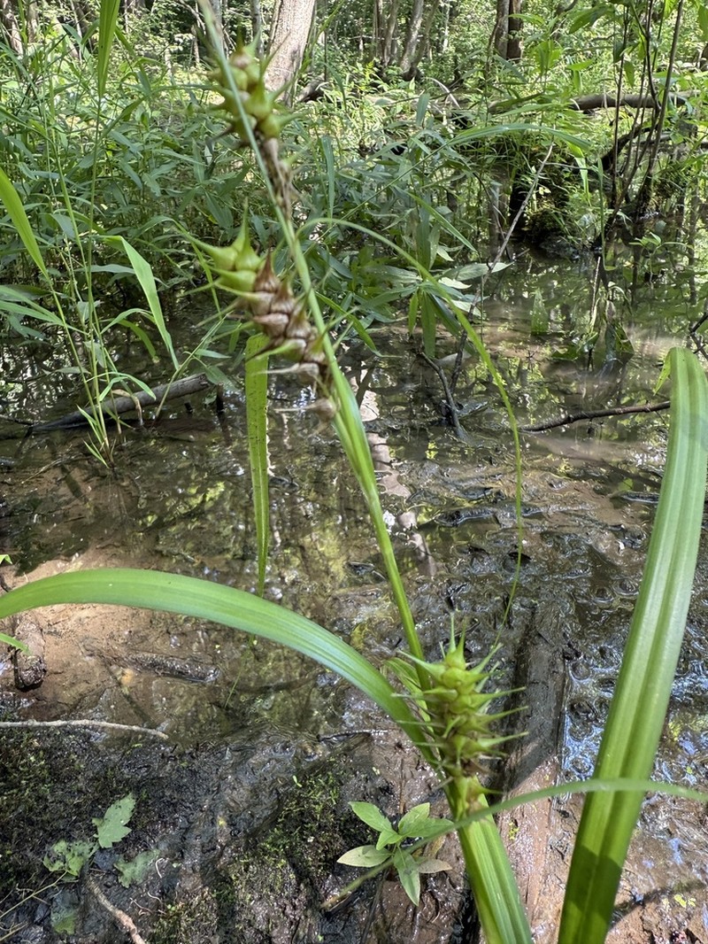 Giant Sedge photo 5