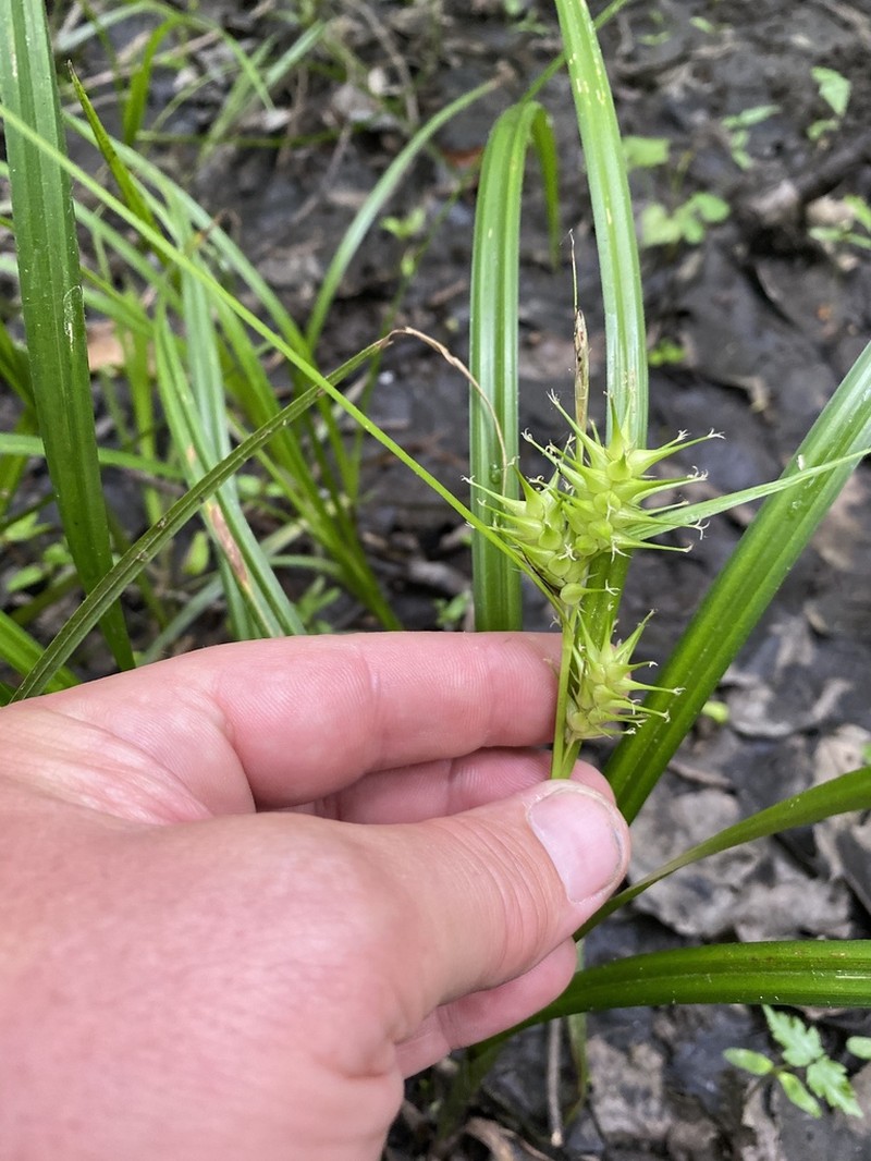 Giant Sedge photo 6