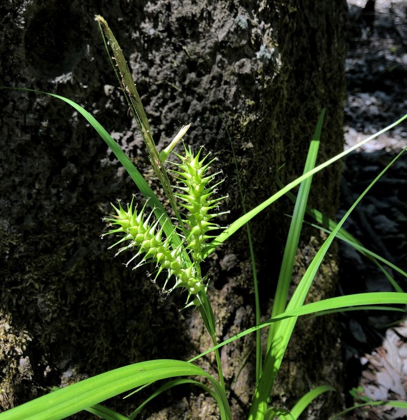 Giant Sedge photo 7