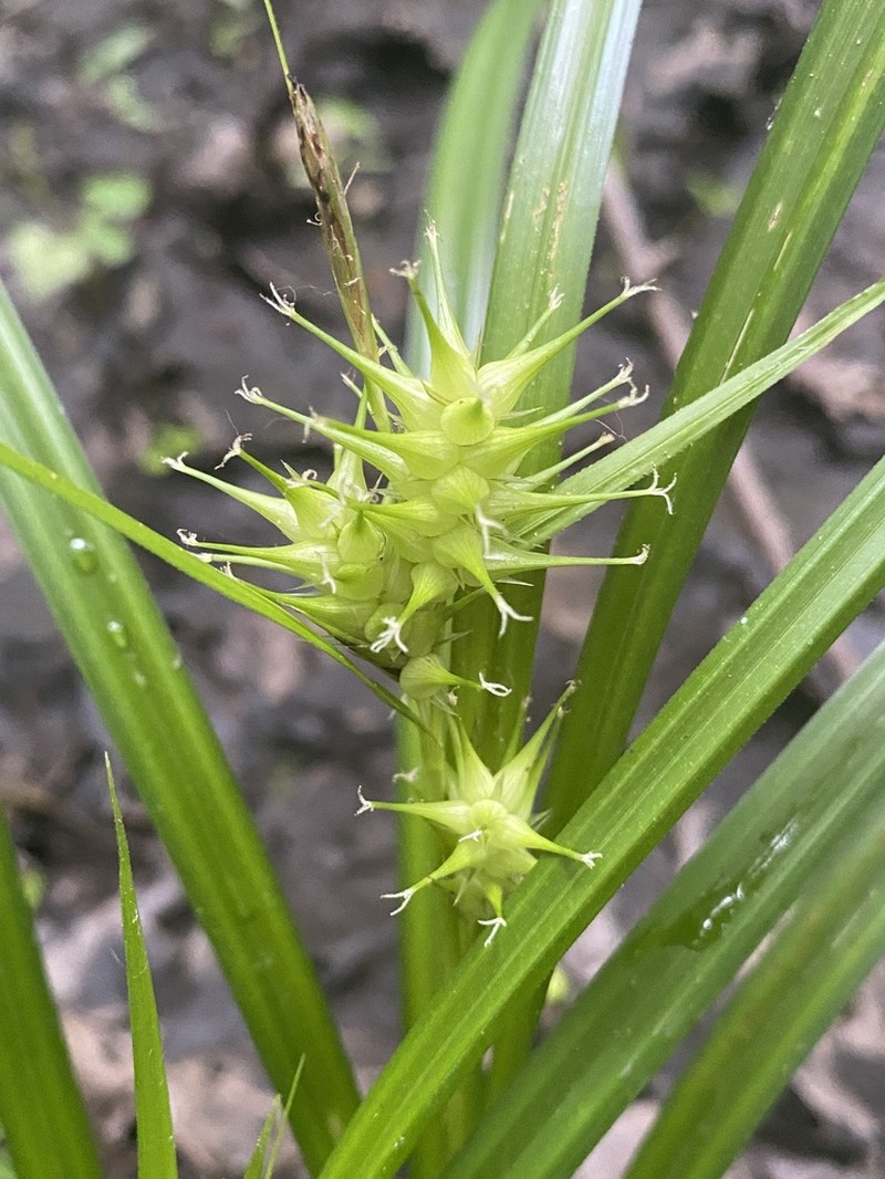Giant Sedge photo 8