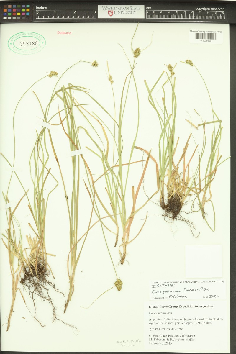 Carex giovanniana