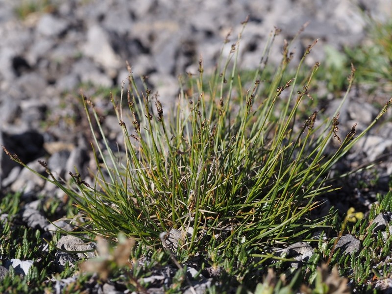Glacial Sedge photo 2