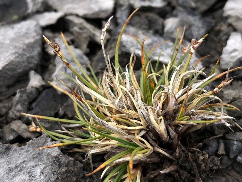 Glacial Sedge photo 3