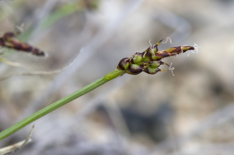 Glacial Sedge photo 4