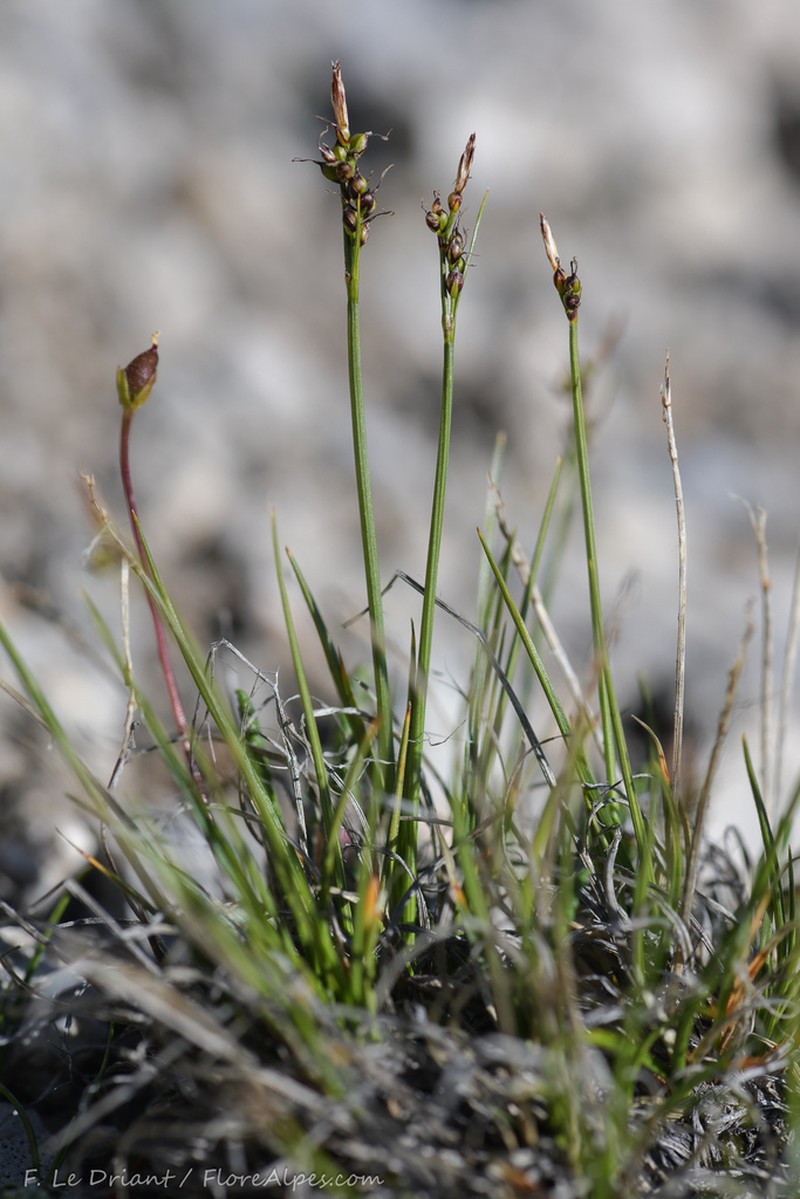 Glacial Sedge photo 5