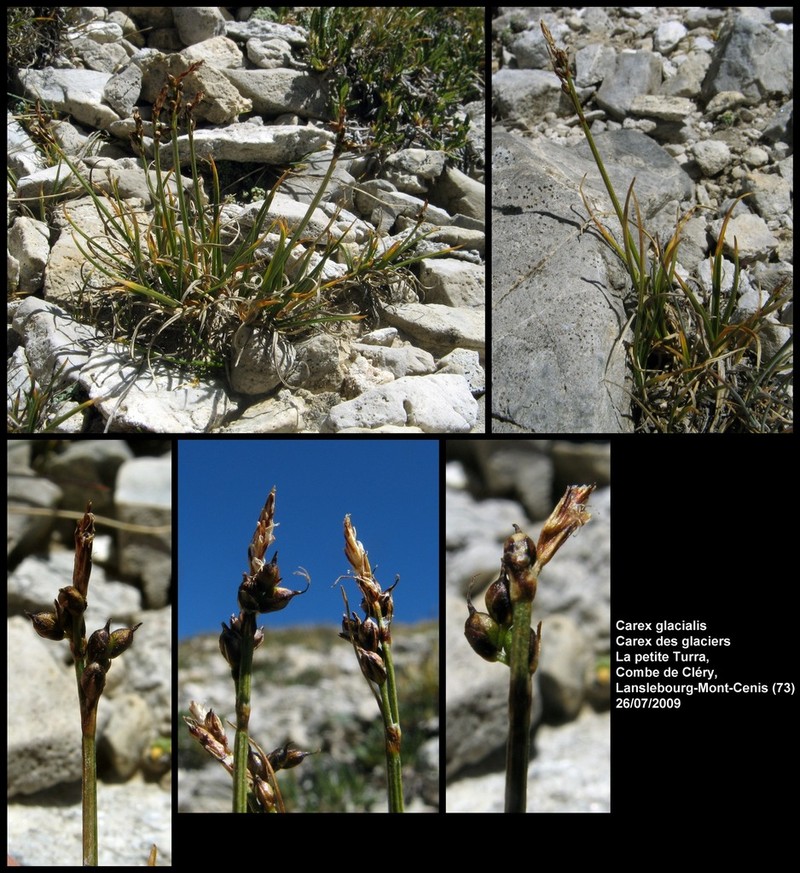 Glacial Sedge photo 6
